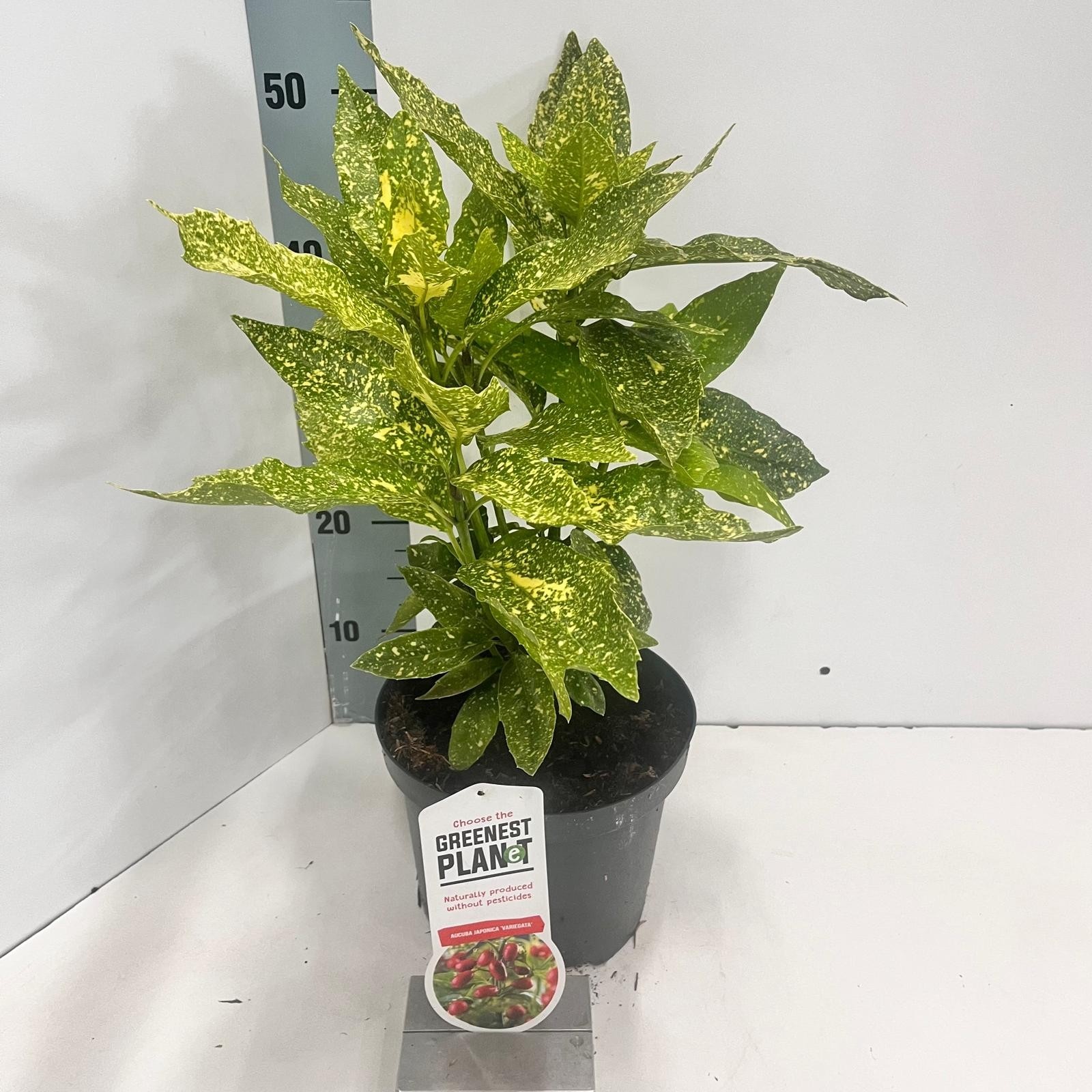 Aucuba japonica 'Variegata', D 19