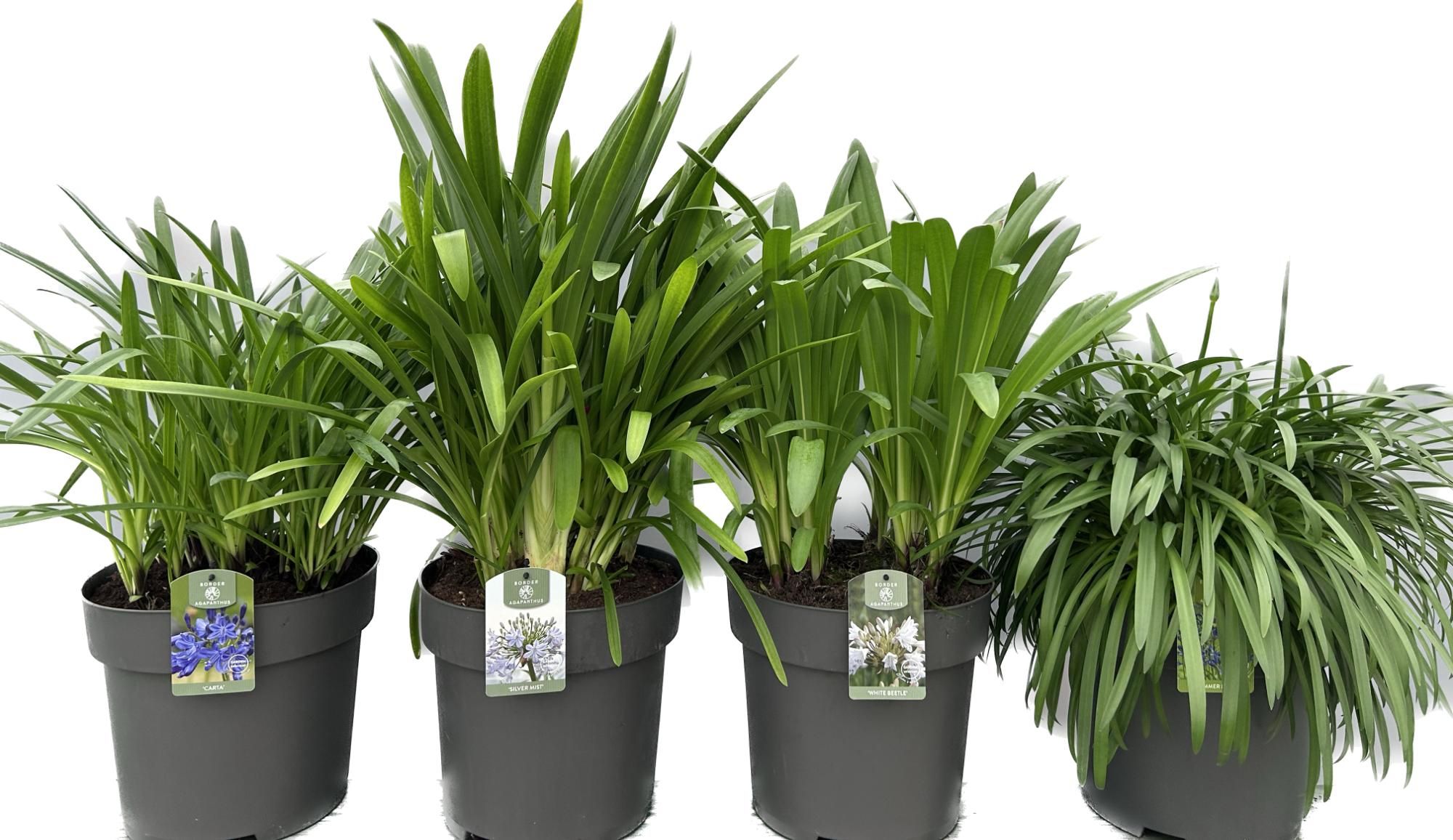 Agapanthus 'Special Mix P30', D 30