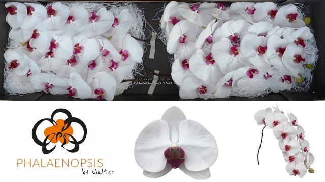 Фалинопсис Рэд Липс x45, шт.