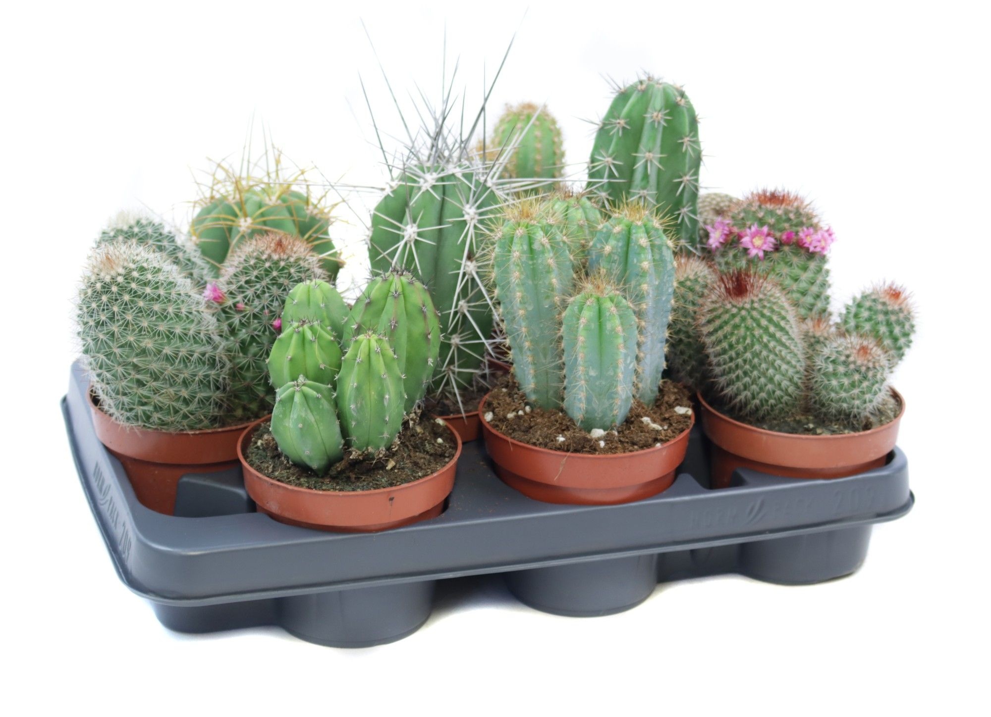 Cactus mix 10,5 cm, D 10,5