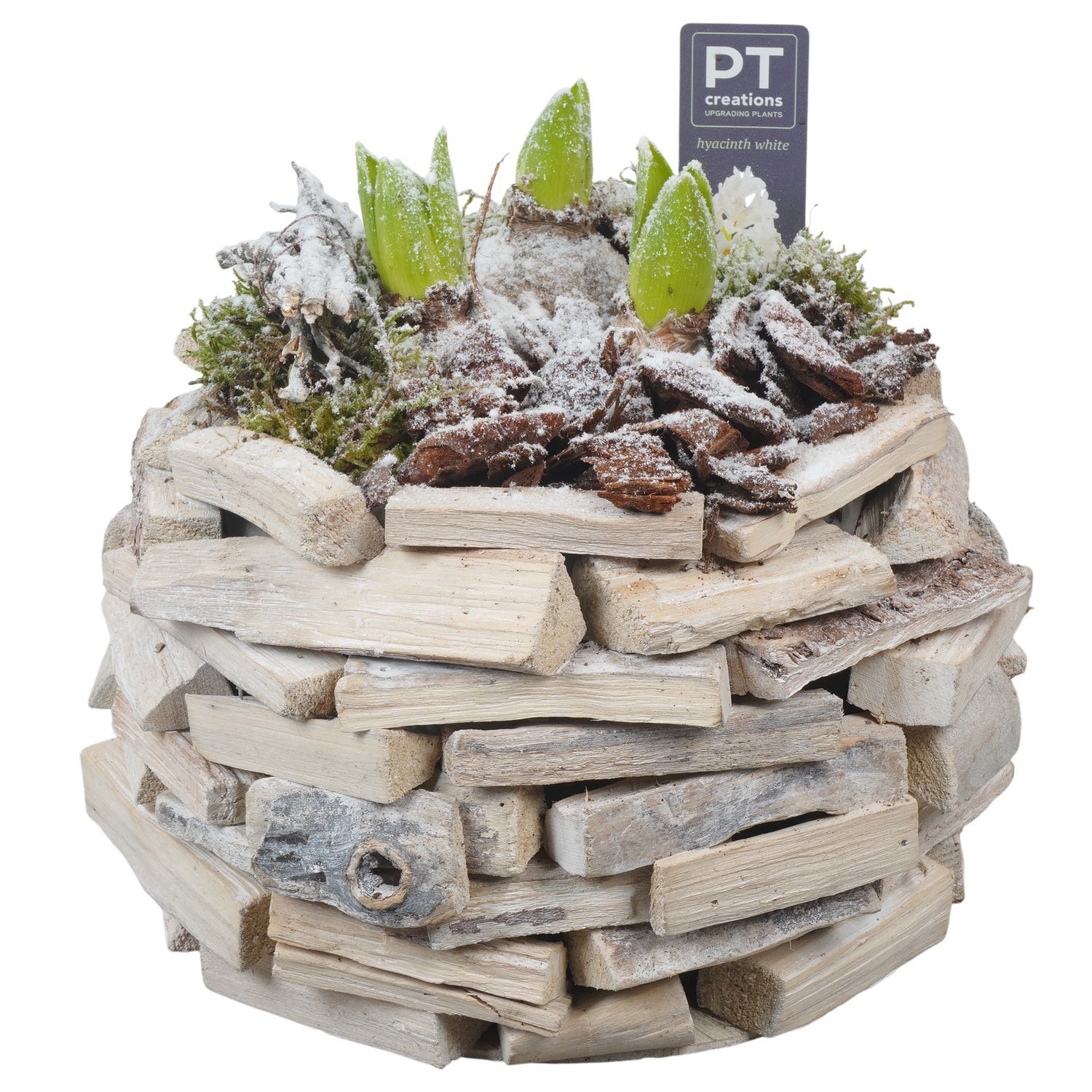 PTWH4049 Arrangement Winter Hyacint in houten bak, D 25