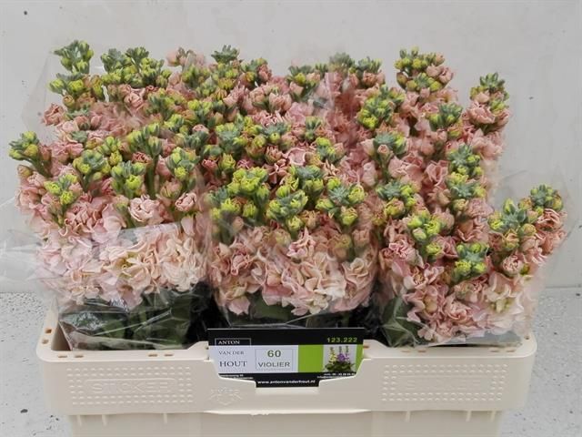 Маттиола од. Айрон Априкот 50, шт.