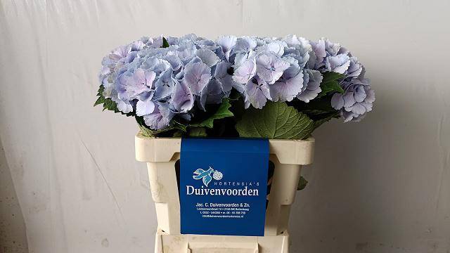 Гортензия Лоли Поп Блю 60, шт.