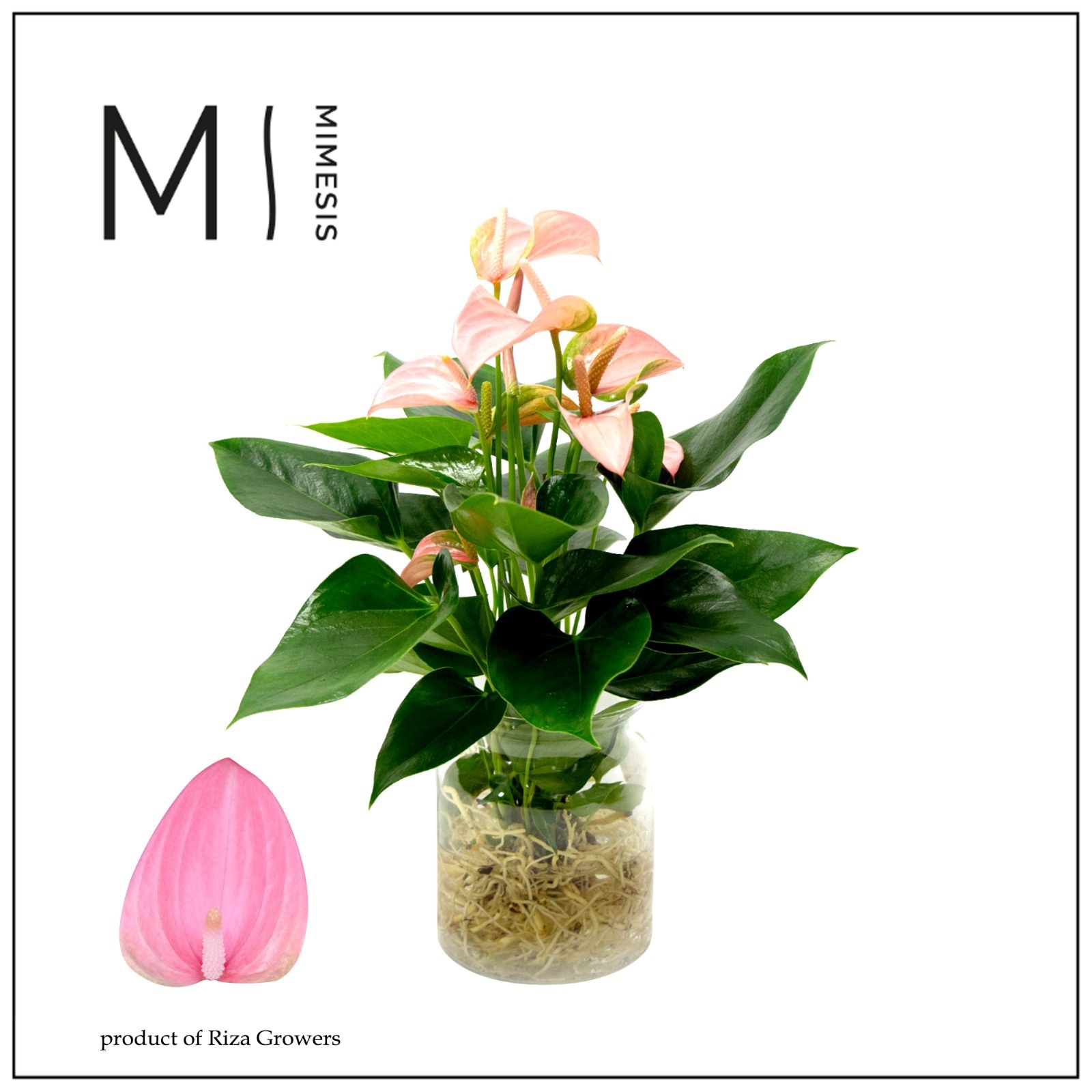 Mimesis Anthurium KARMA Joli - Aqua di Karma Melkbus, D 14