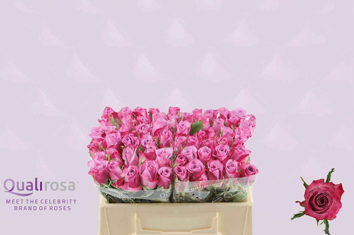 Роза од. Дип Перпл 30, шт.