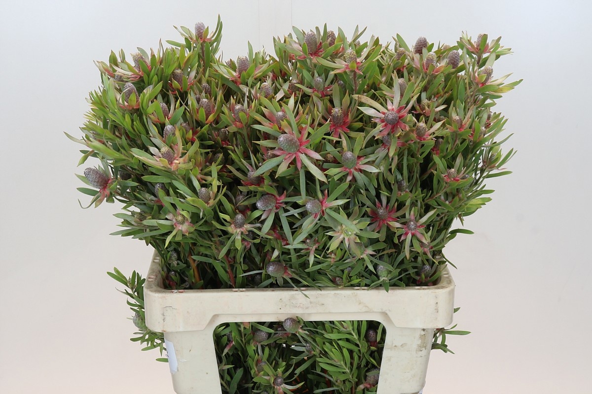 Леукадендрон Стар Перл 60, шт.