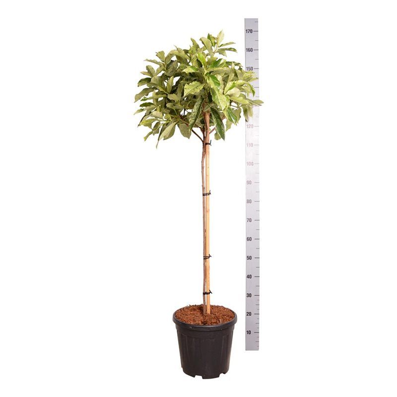 Photinia serr. 'Pink Crispy' ®, D 32 cm