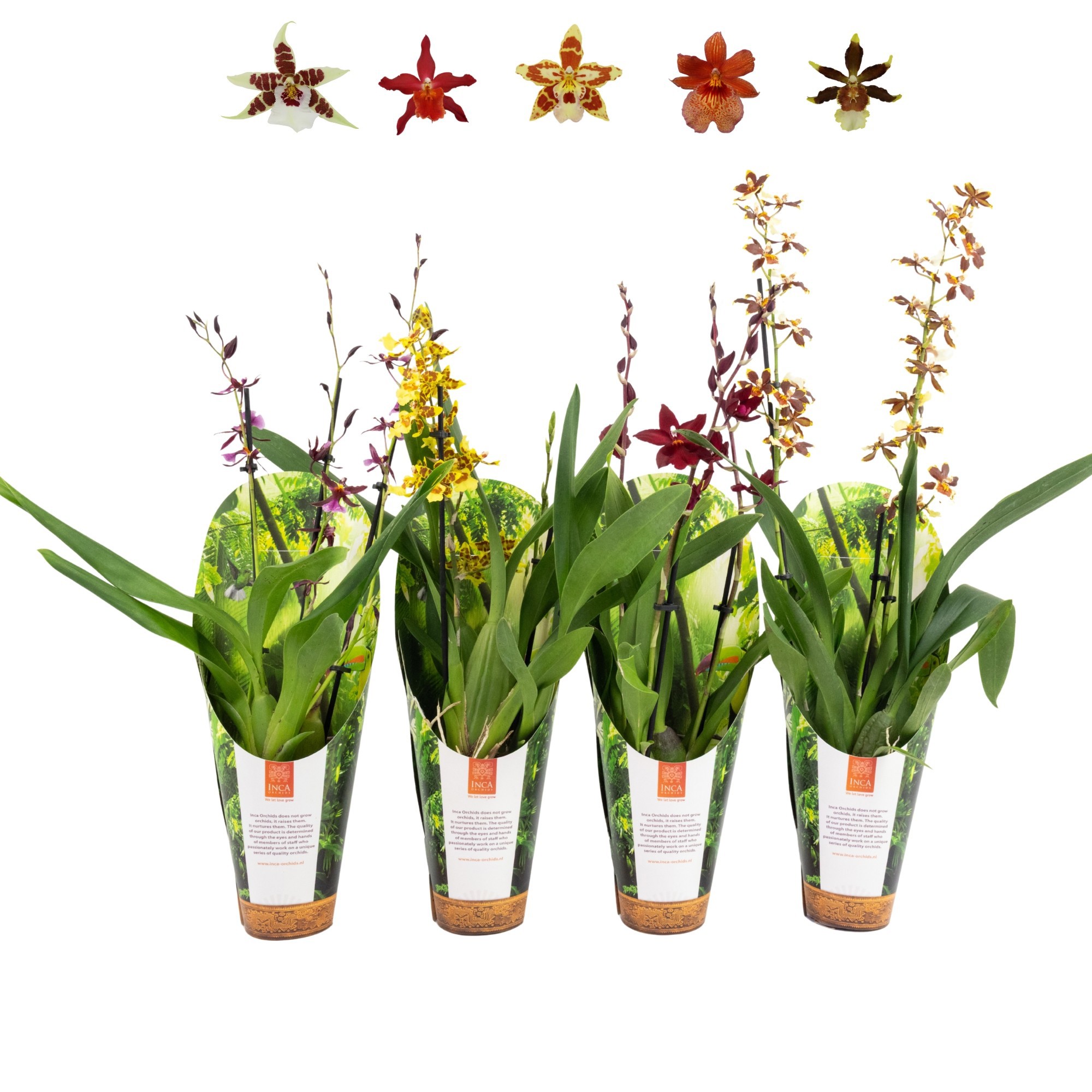 Inca Orchid mix 3 spike 9cm luxury jungle cover, D 9 cm Inca Orchid mix 3 spike 9cm luxury jungle cover, D 9 cm