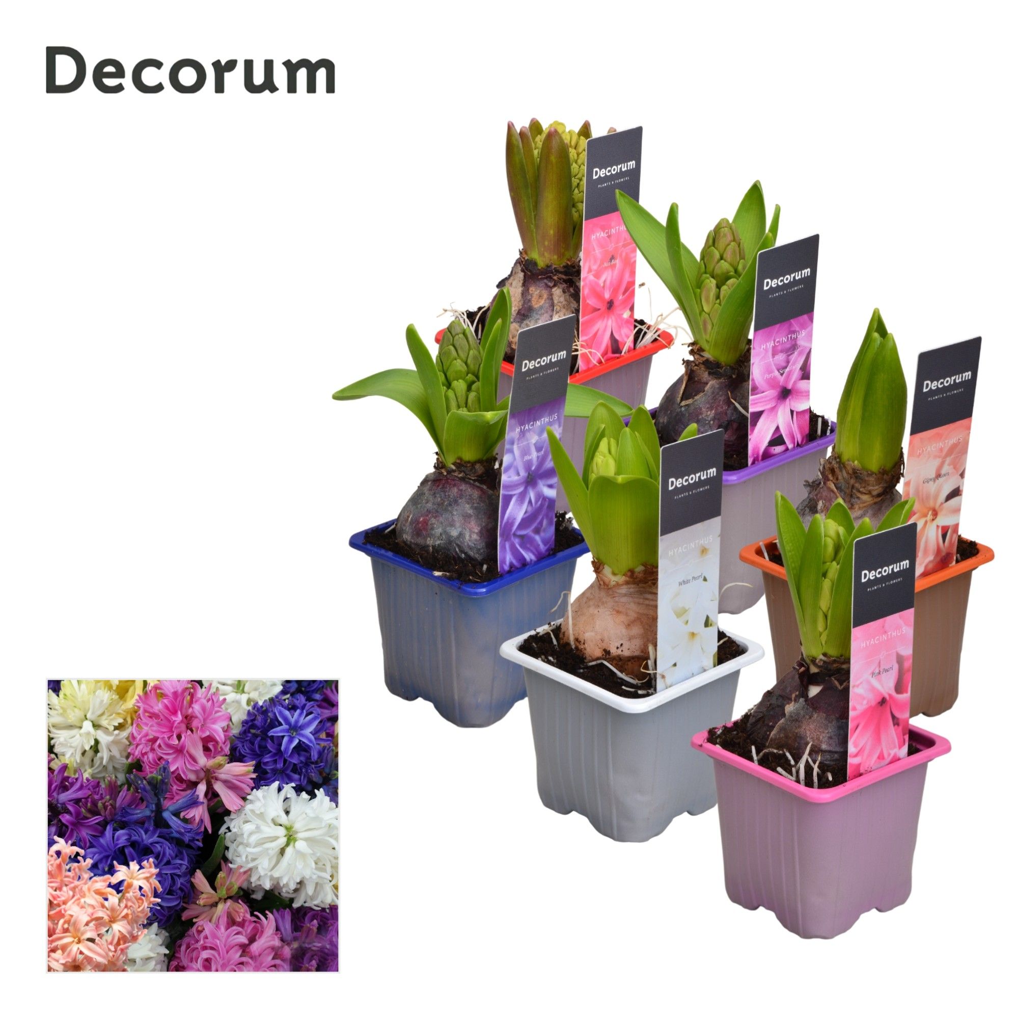 Hyacint Gemengd met etiket 6 Kleuren, D 7
