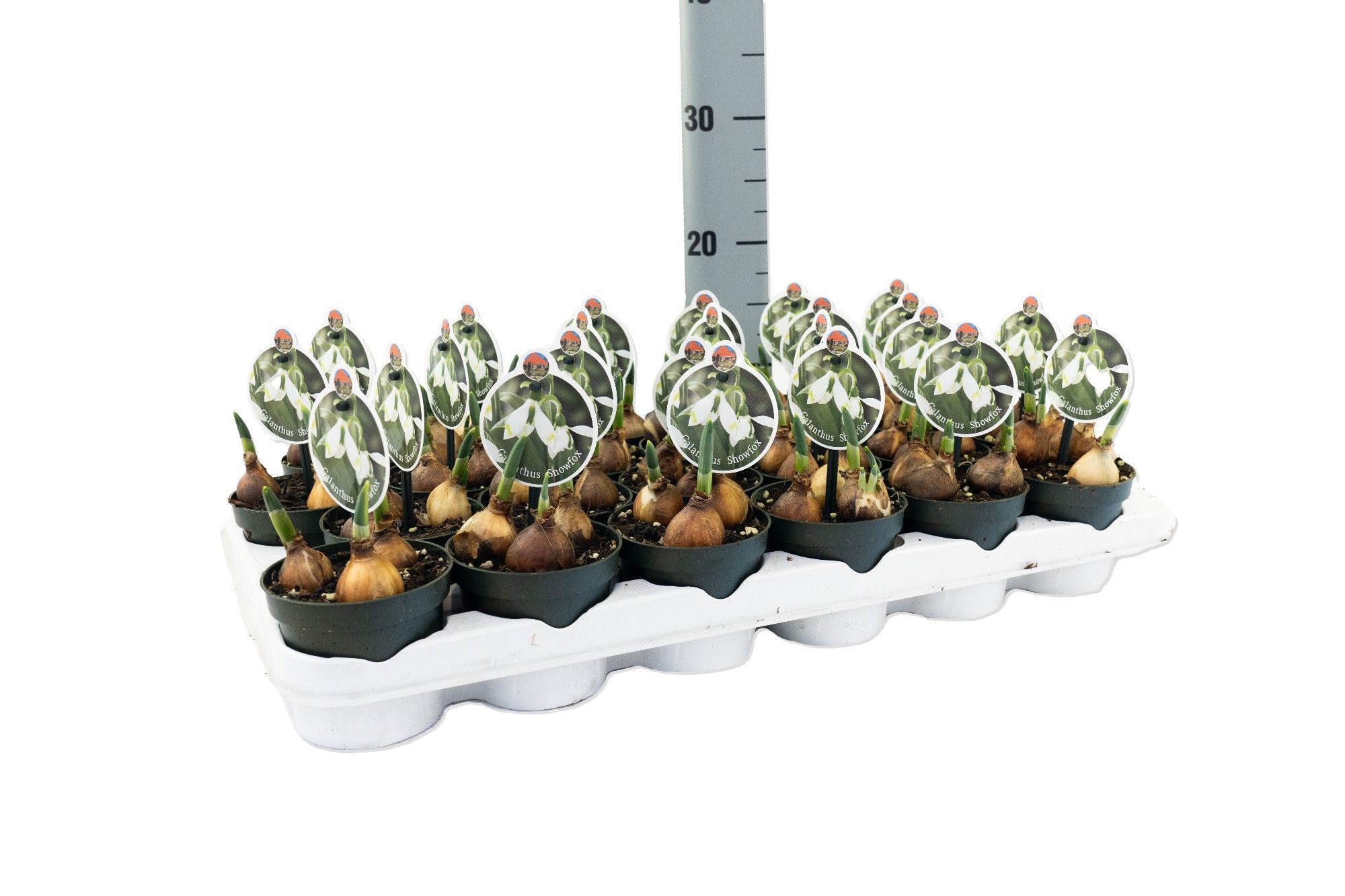 Galanthus Snow Fox, D 9