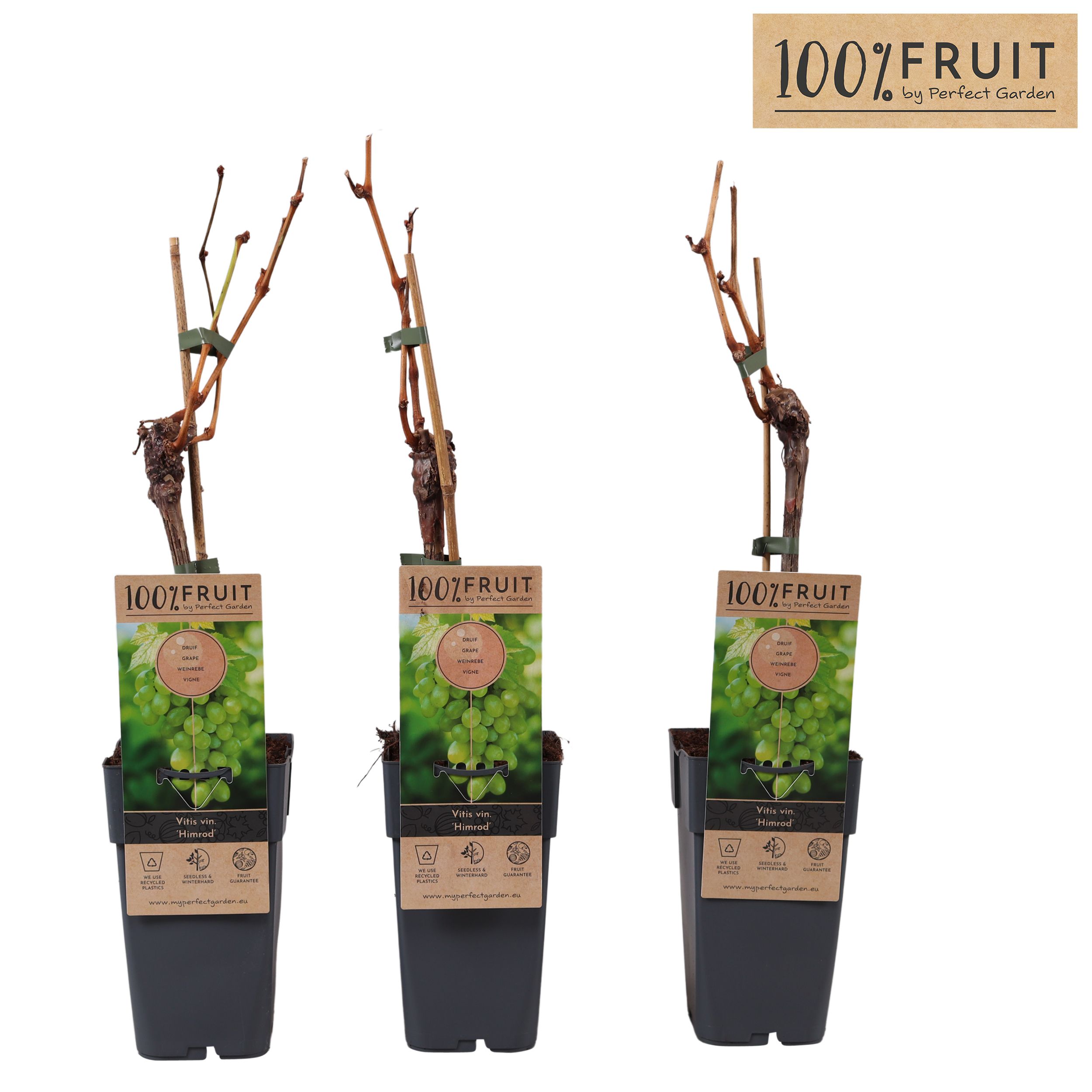 Vitis Himrod (pitloos) P15, D 15