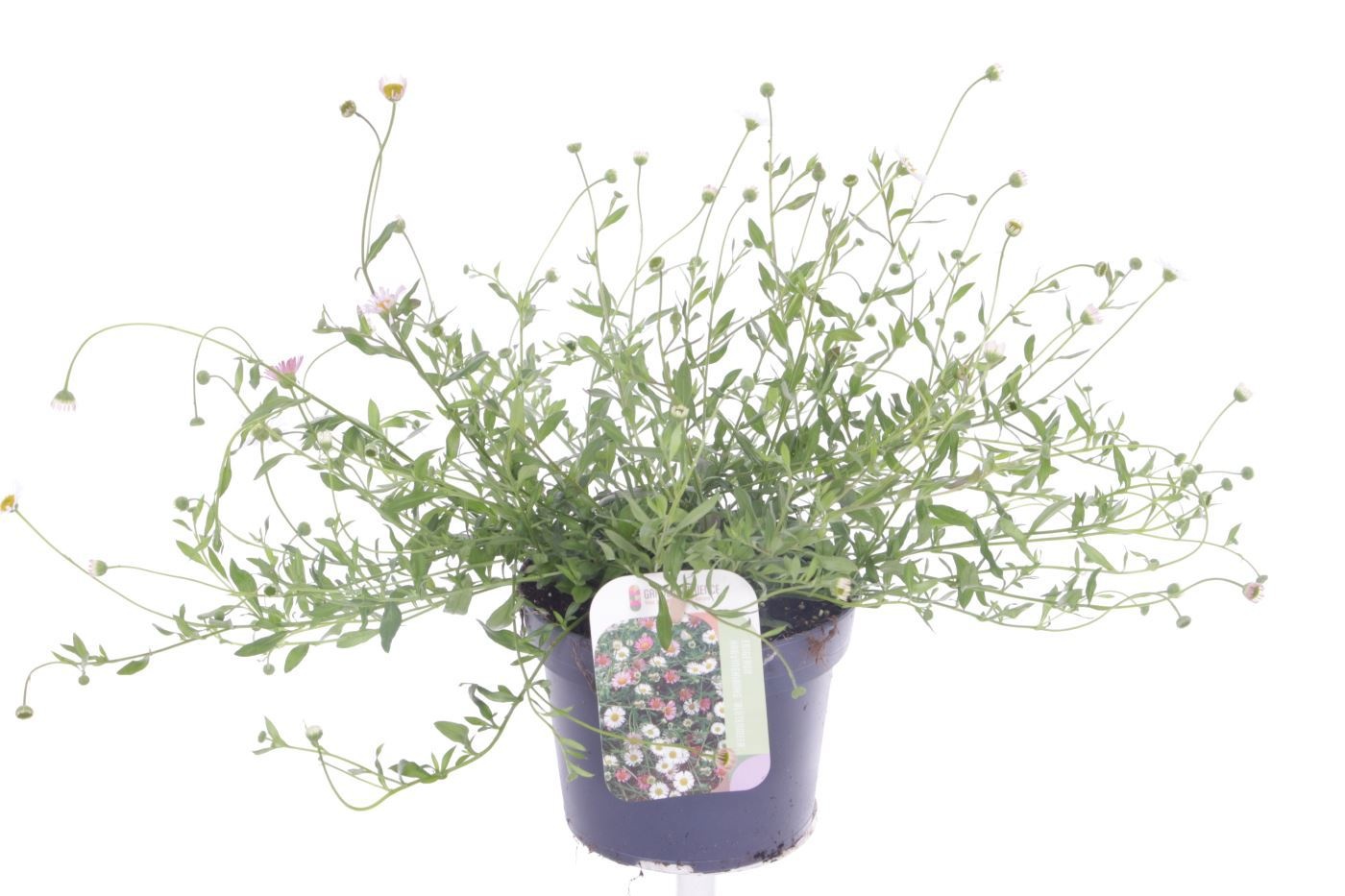 Erigeron karvinskianus Bl�tenmeer, D 13 cm