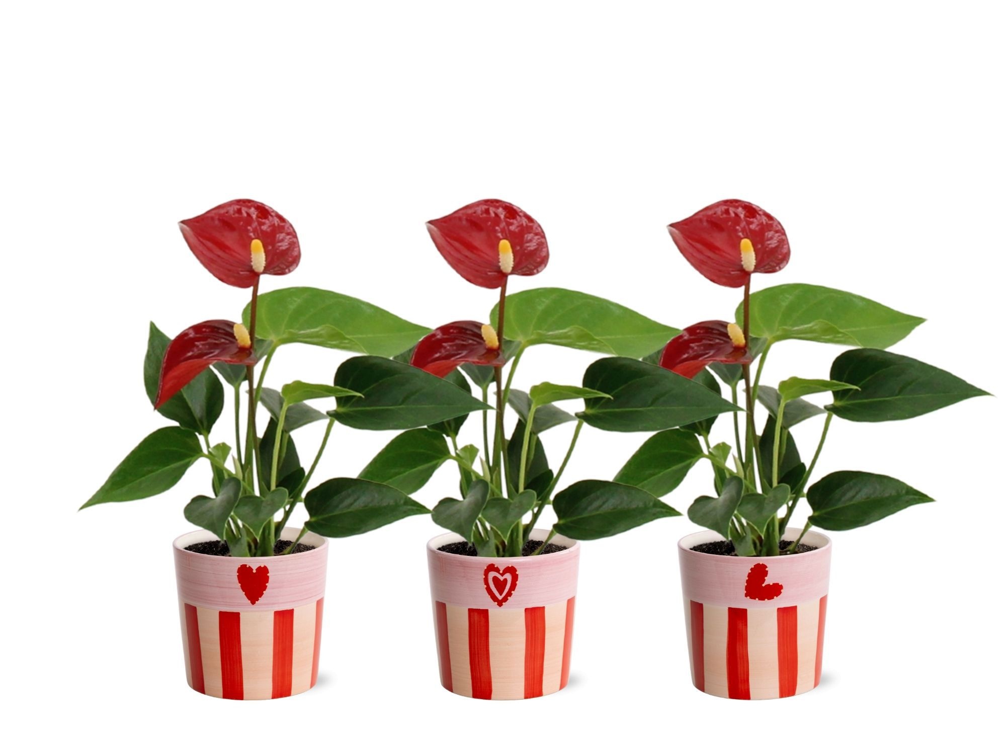 Anthurium 6 cm Micra in Romee ceramics, D 6