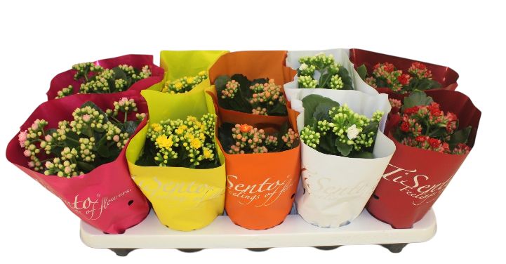 Tisento Calandiva 10,5cm, D 10,5 cm