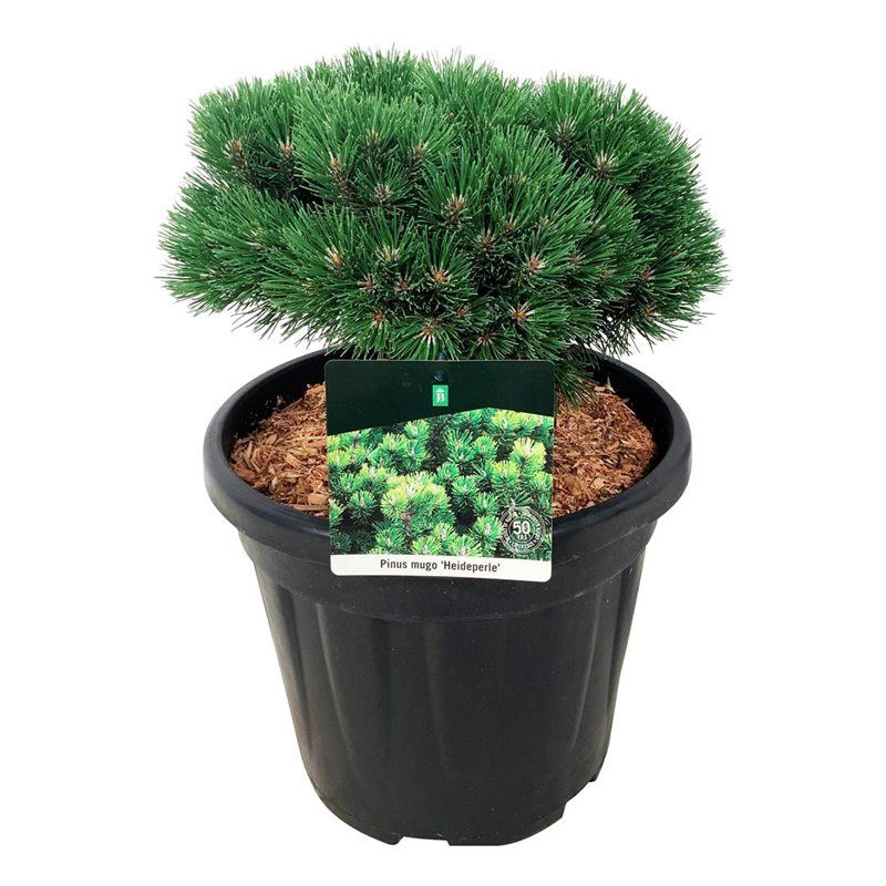 Pinus mugo 'Heideperle', D 32