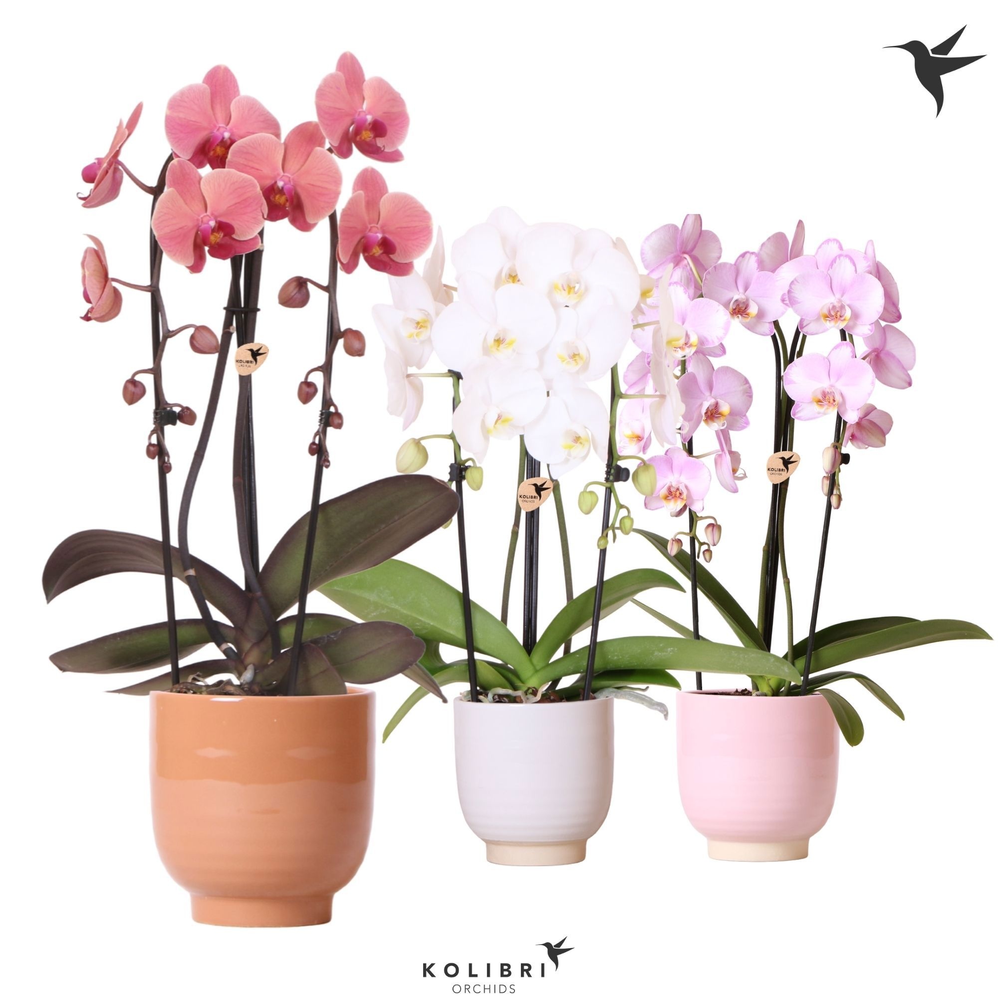 Kolibri Orchids Phalaenopsis Cascade Niagara Fall mix 2 spike in Glazed pot mix, D 12