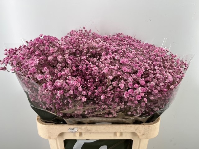 Гипсофила Овериг Крашеная (краш. ) 80, шт.