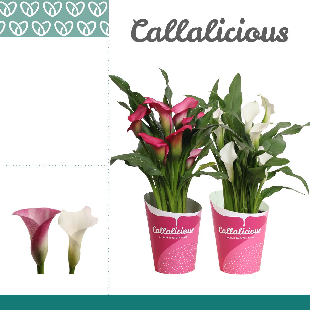 Zantedeschia (Calla) Roze/Wit in Potcover LOVE MIX, D 12