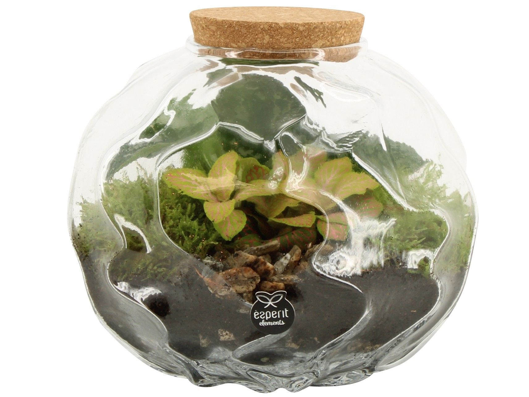90675: Terrarium arrangement, D 20