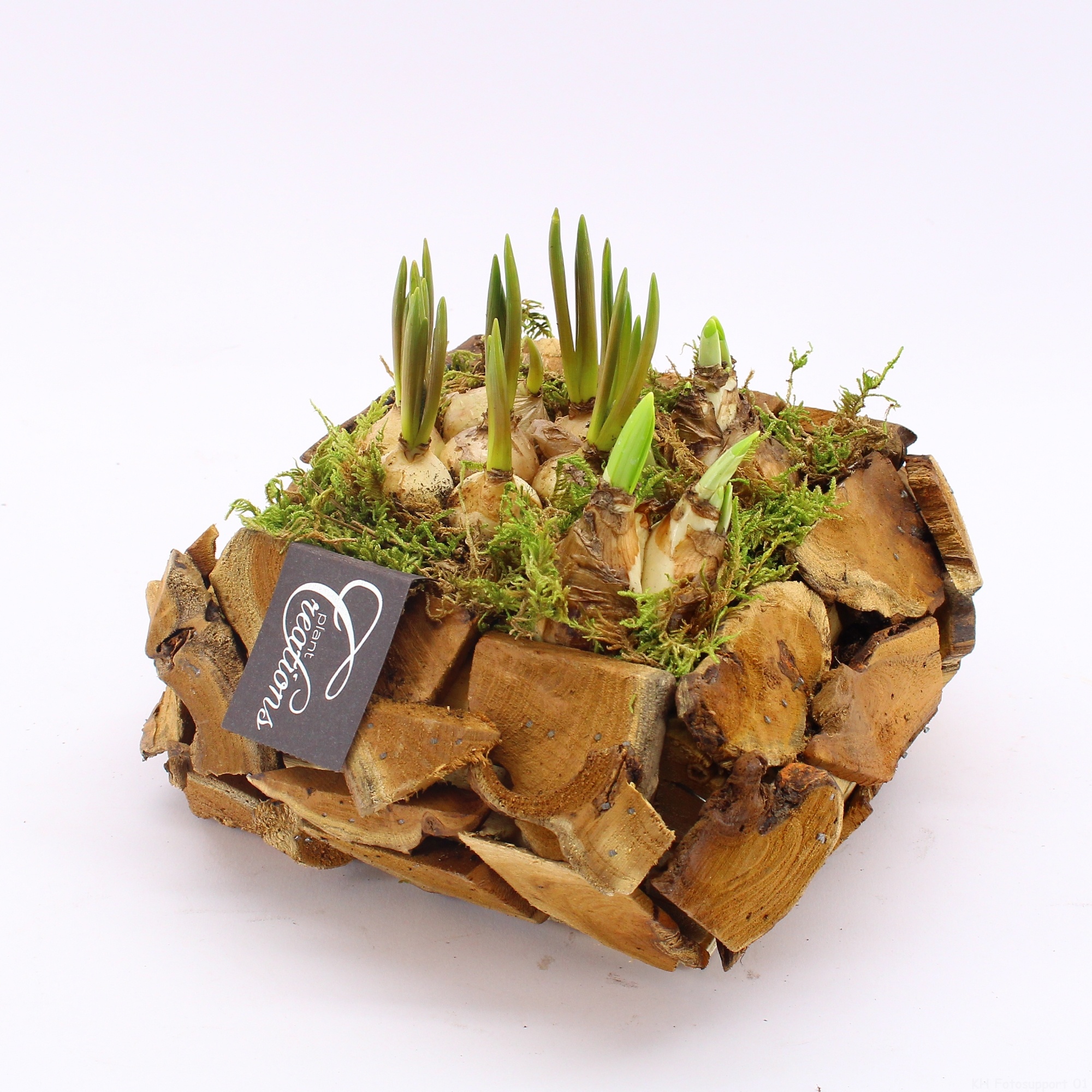 BLCR-2606 Bulbs creations, D 20