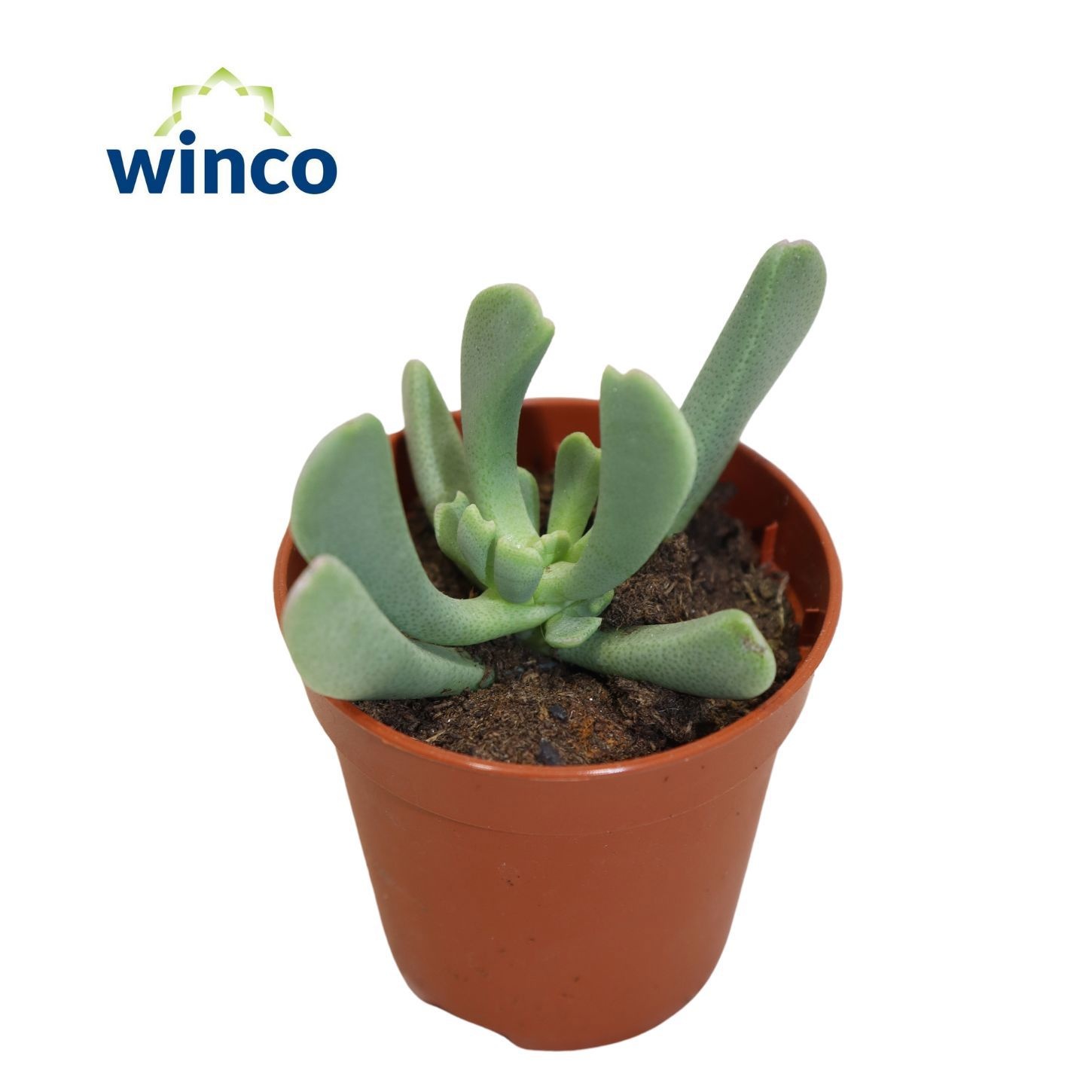 Rhombophyllum nelii, D 5,5