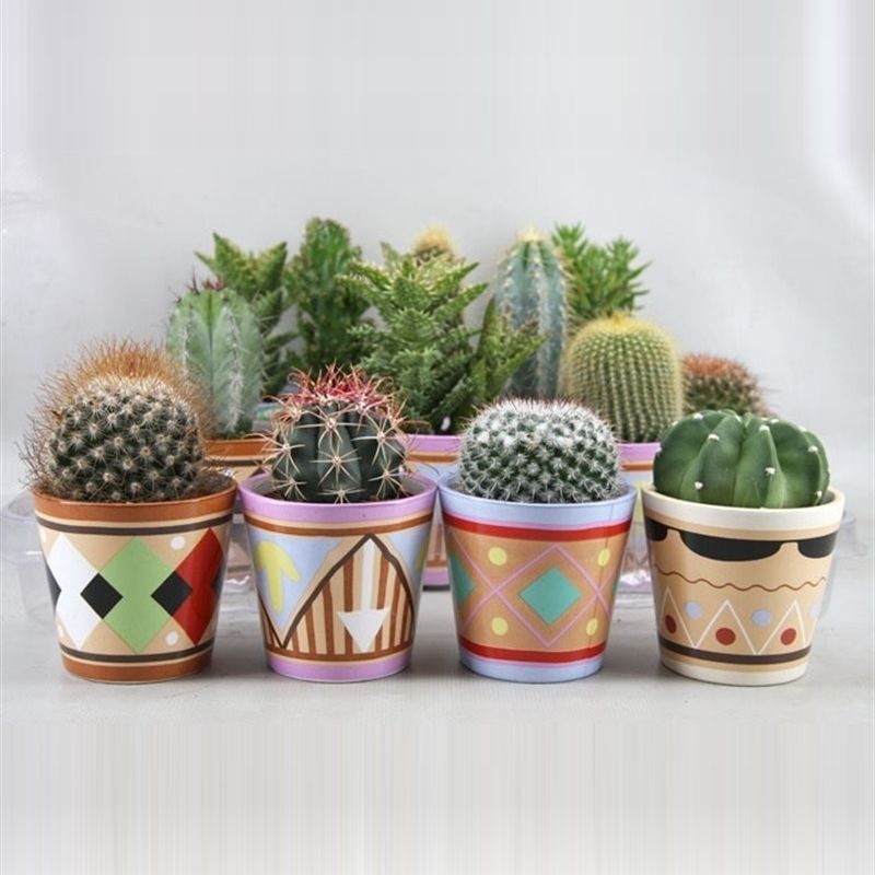 437 Picasopot cactus 6,5 cm, D 8