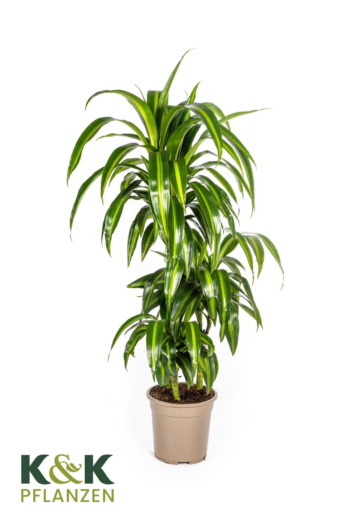 Dracaena deremensis Hawaiian Sunshine T21, D 21