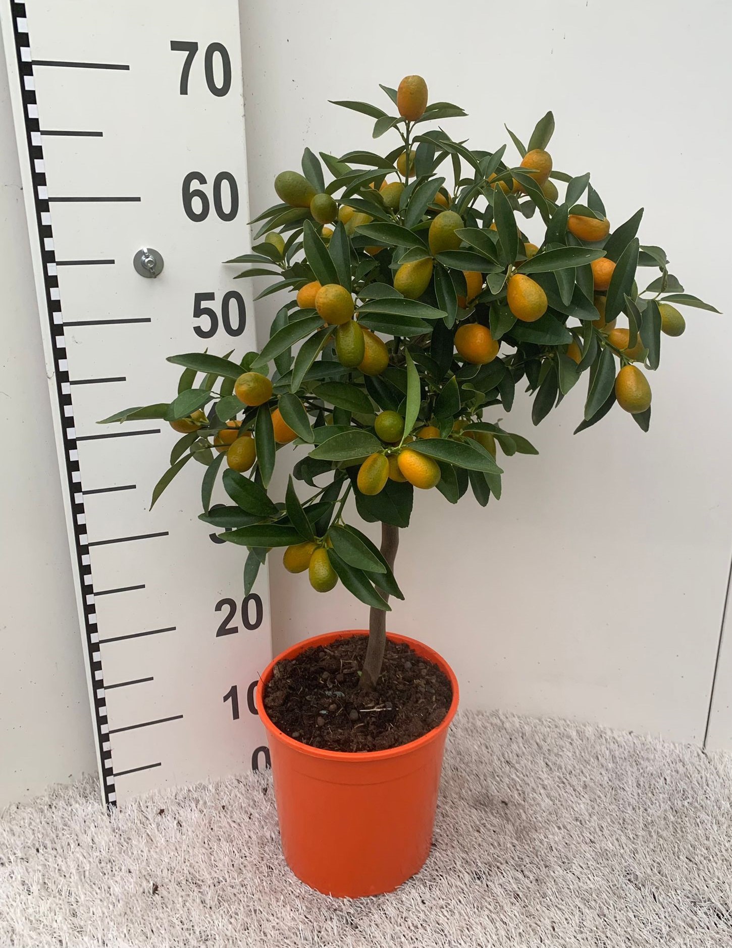 Citrus Kumquat Margarita on stem, D 21