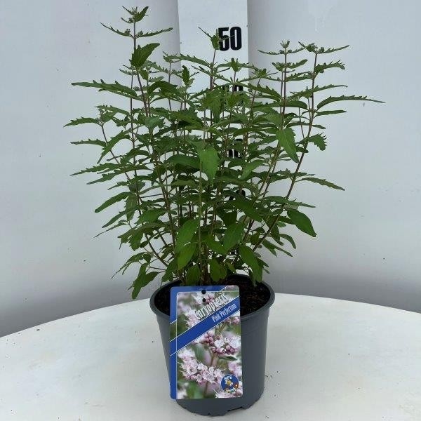 Caryopteris Pink Perfection ('Lisspin'PBR), D 17 cm