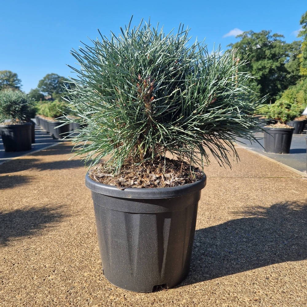 Pinus sylvestris 'Chantry Blue', D 28 cm