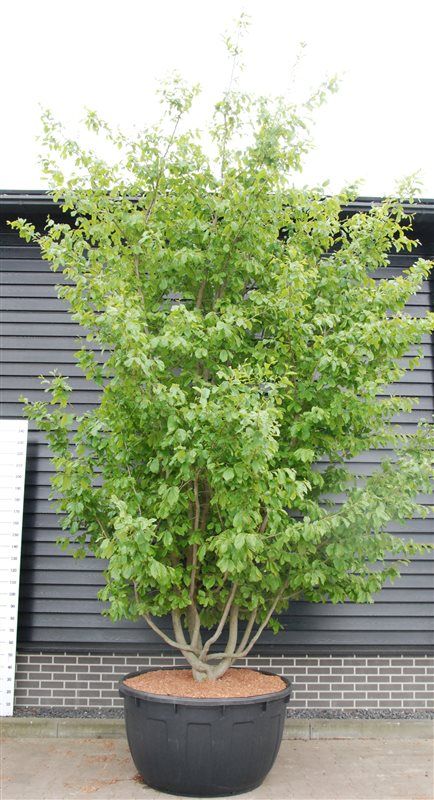 Parrotia persica, D 140