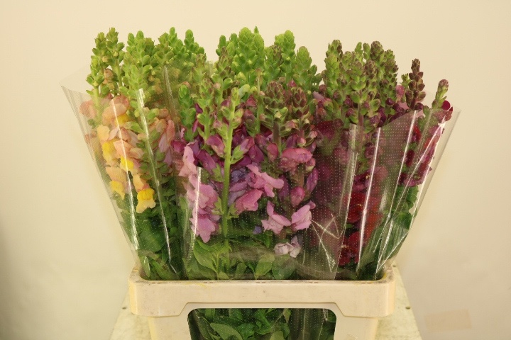 Антирринум Микс в баке, шт.