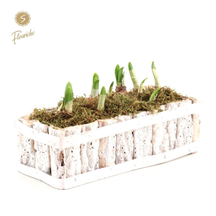 (DN502) Narcissus White Bark Box [M] Mos, D 15 cm