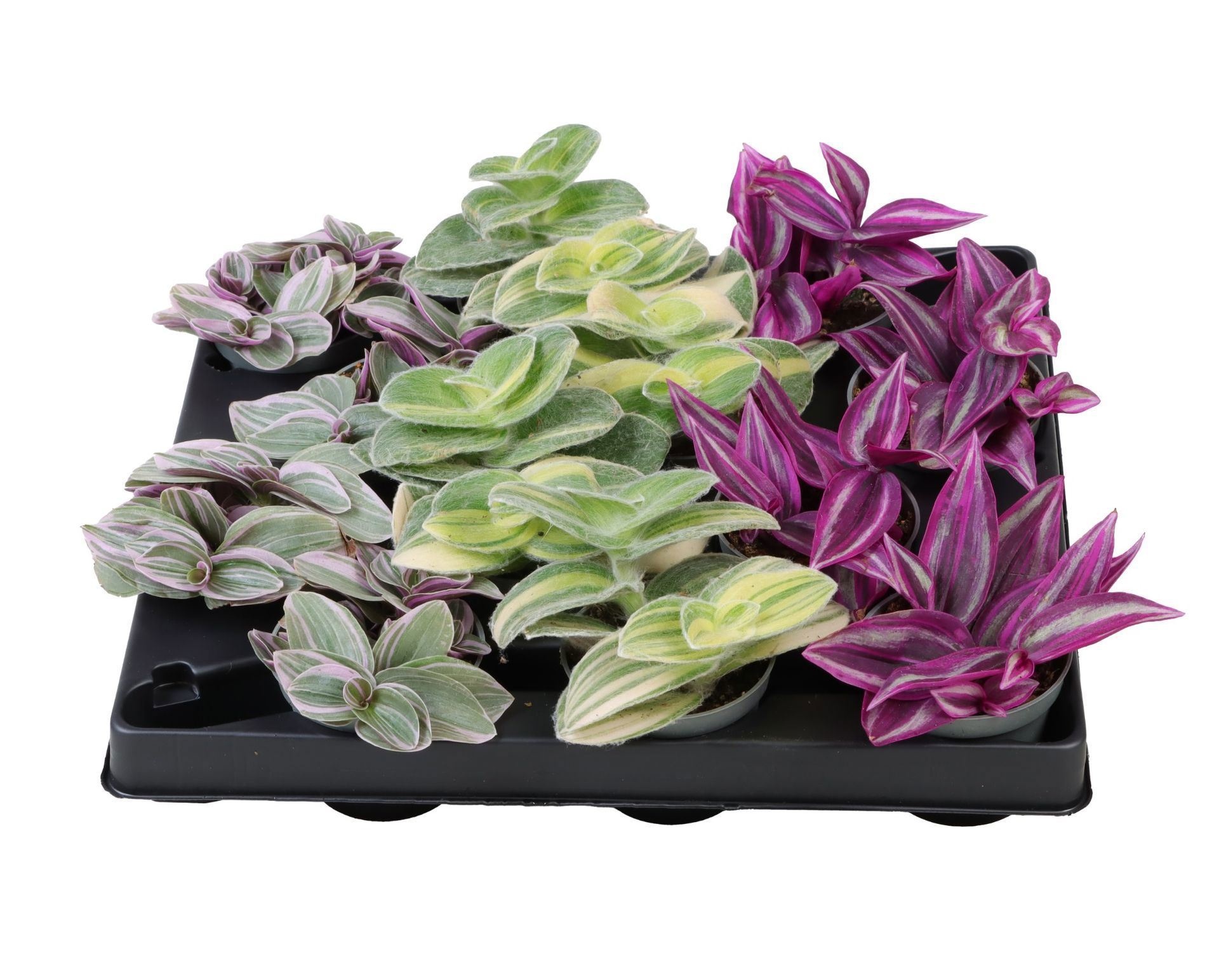 Exclusive Tradescantia Mix 6 cm, D 6