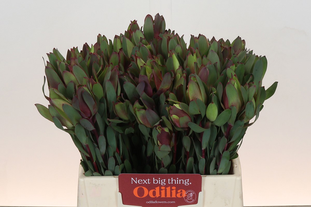 Леукадендрон Сеньорита 40, шт.