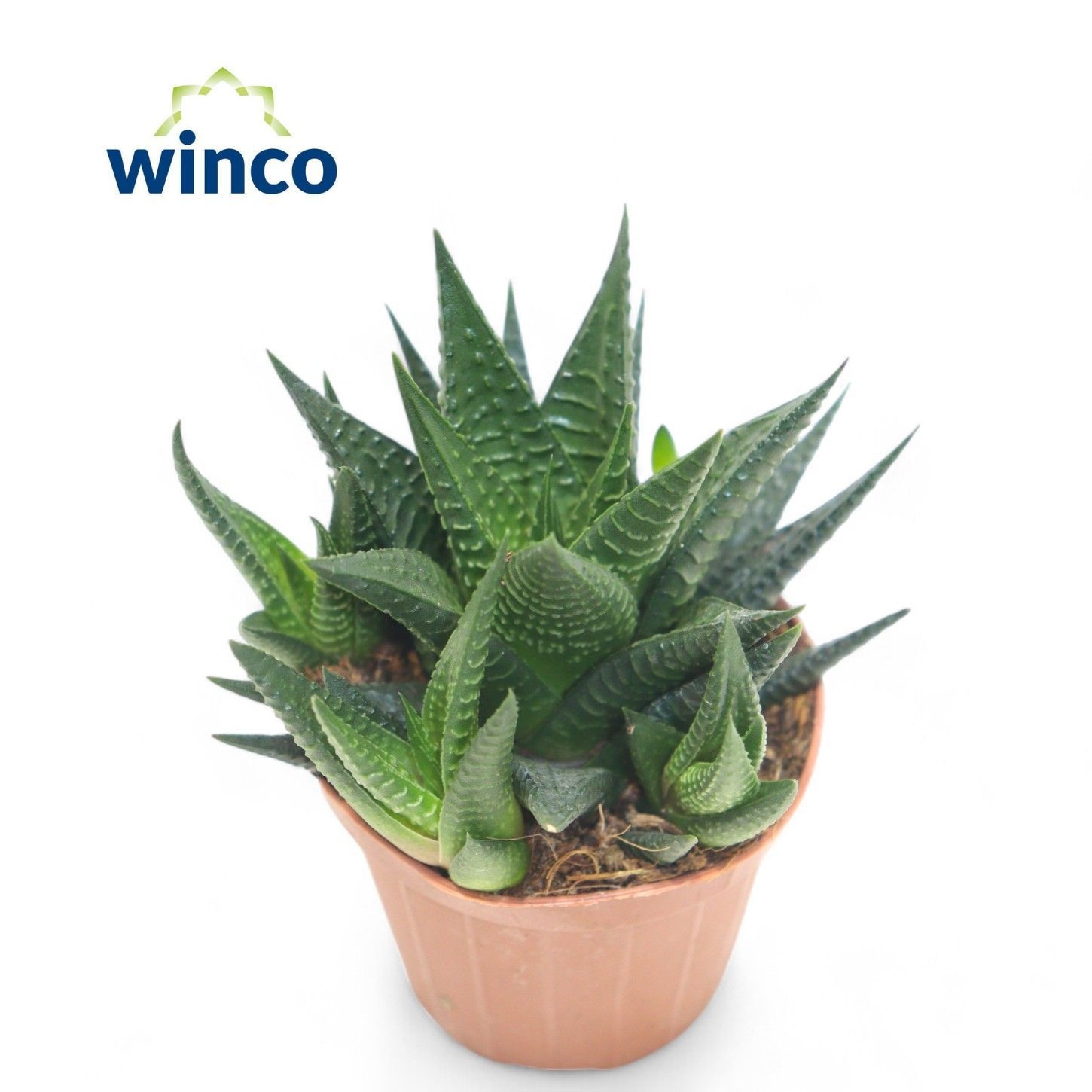 Haworthia Limifolia, D 8,5