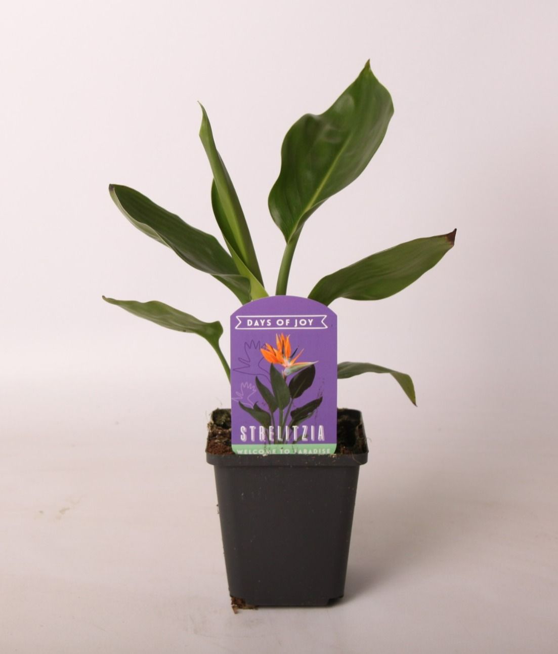 Strelitzia reginae 9 cm, D 9