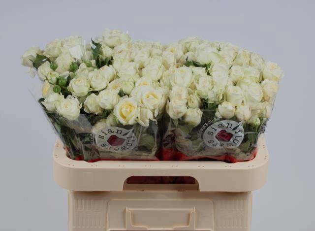 Роза куст. Мусони 60, шт. Роза куст. Мусони 60, шт.