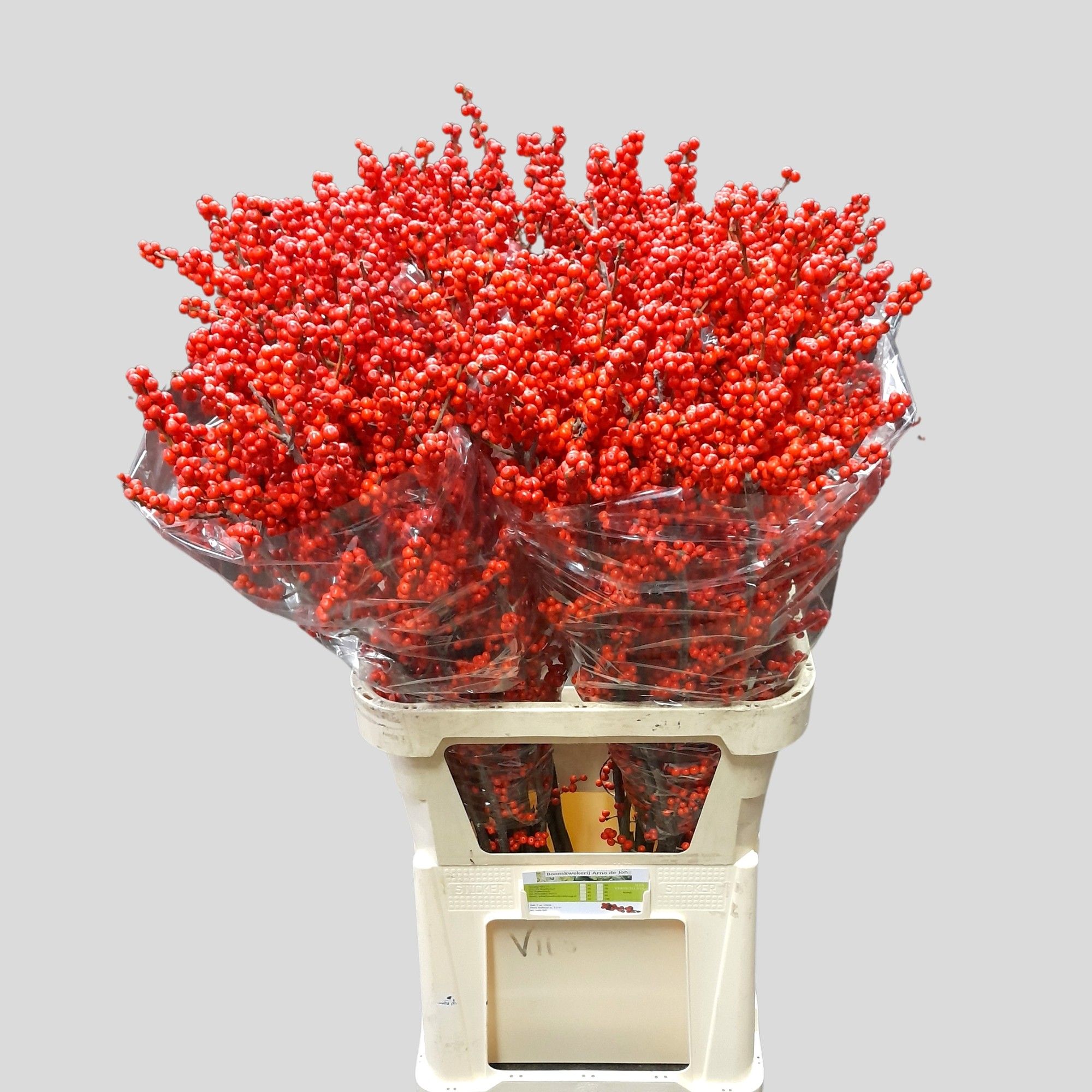 Илекс Красные ягоды 90, шт.