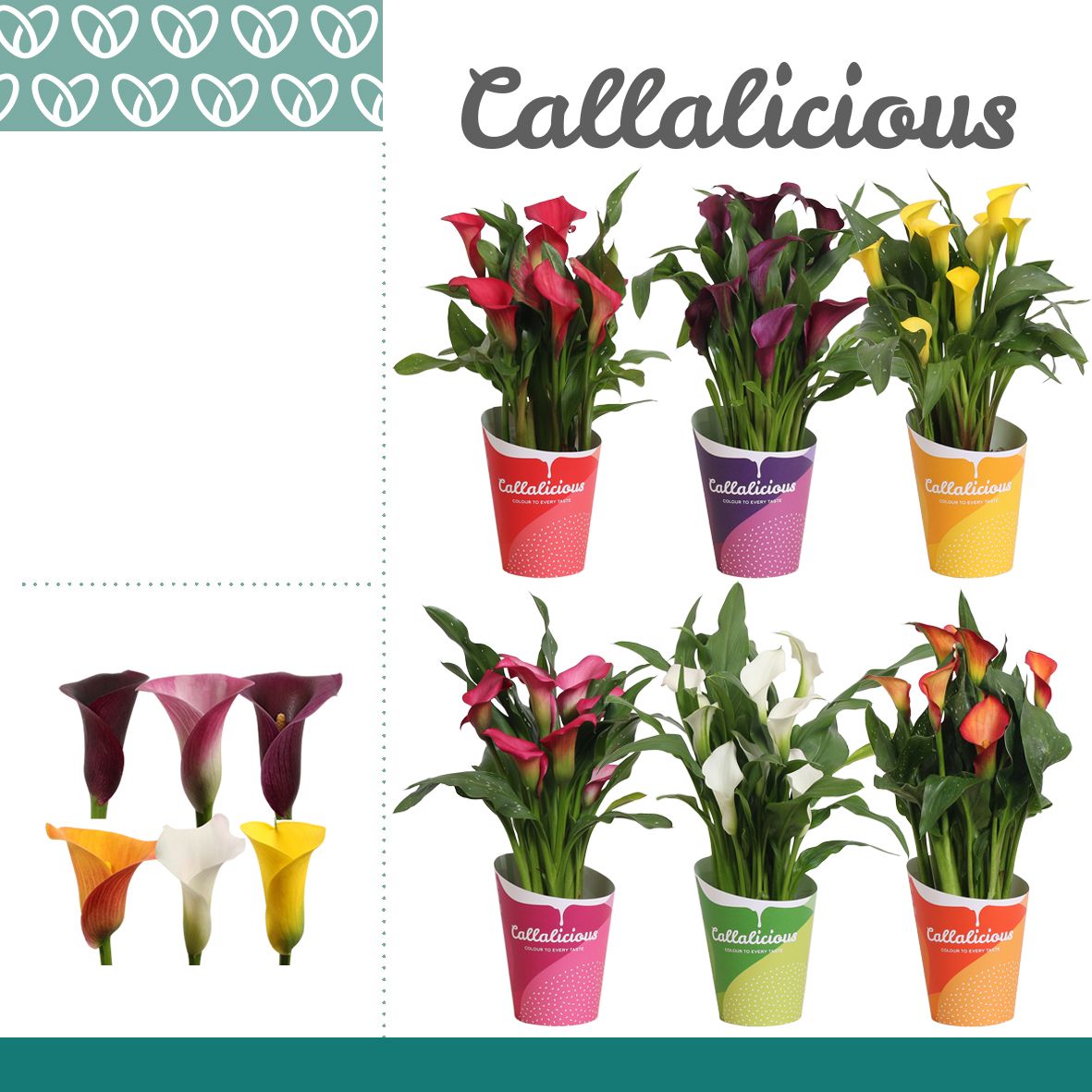 Zantedeschia (Calla)Mix in Potcover ton-sur-ton, D 12