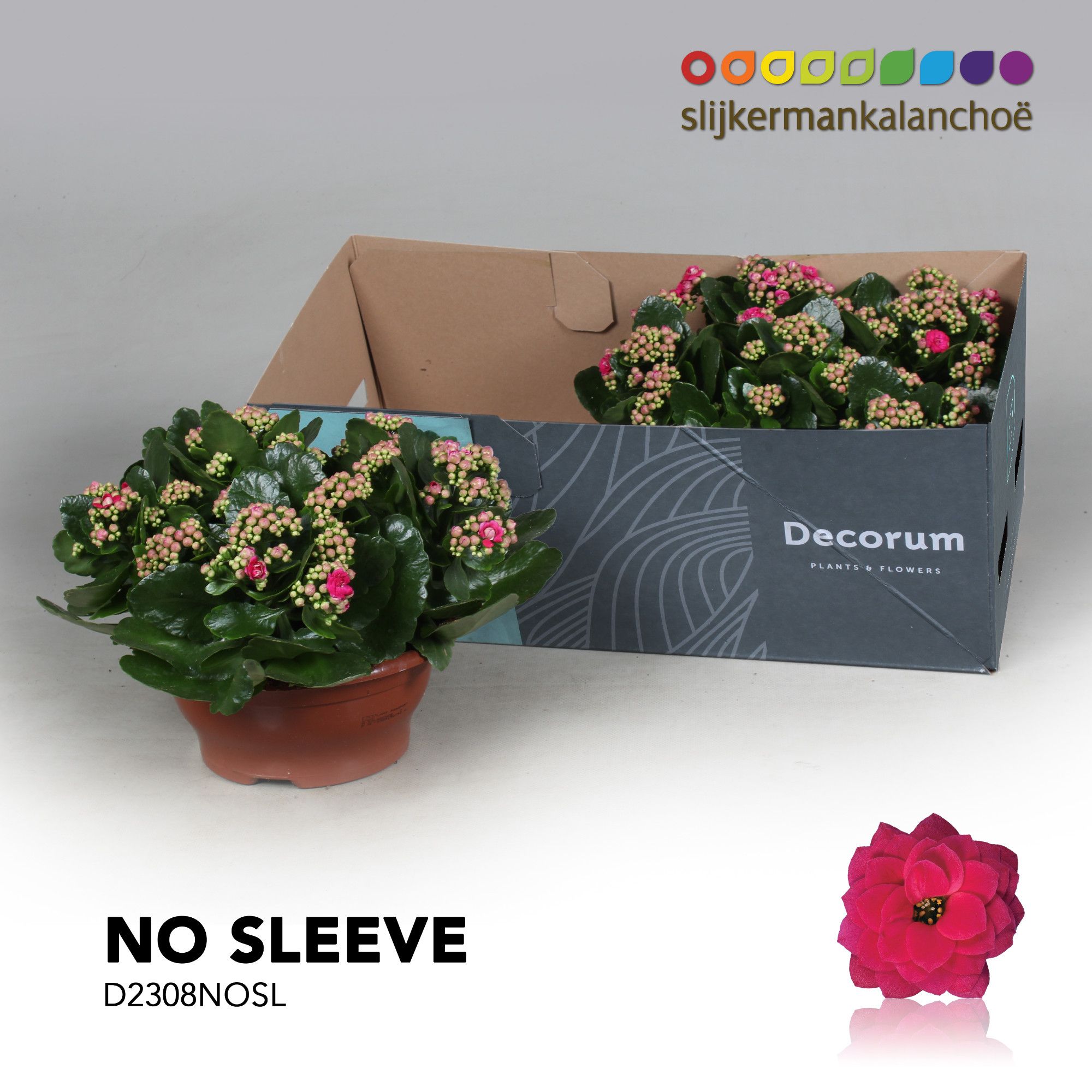 Kalanchoe No Sleeve - Purple, D 23