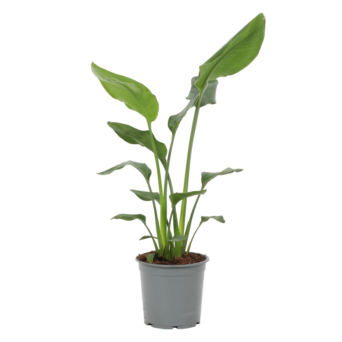 Strelitzia reginae, D 19