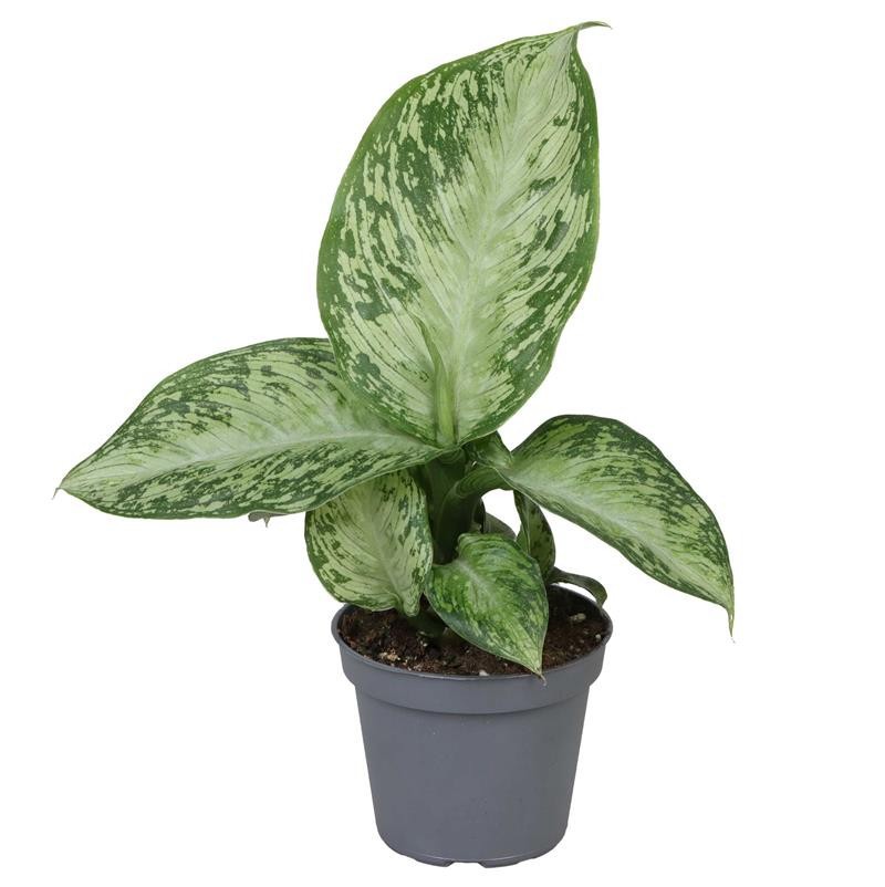 DIEFFENBACHIA MACULATA SNOW, D 6 cm DIEFFENBACHIA MACULATA SNOW, D 6 cm