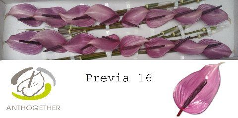 Антуриум Превиа x16, шт. Антуриум Превиа x16, шт.
