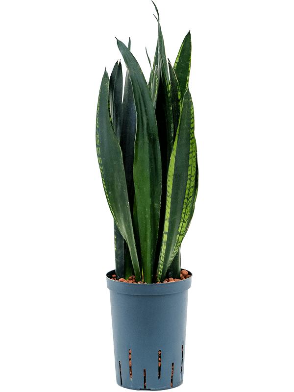 Sansevieria trifasciata 'Black Tiger', D 15 cm