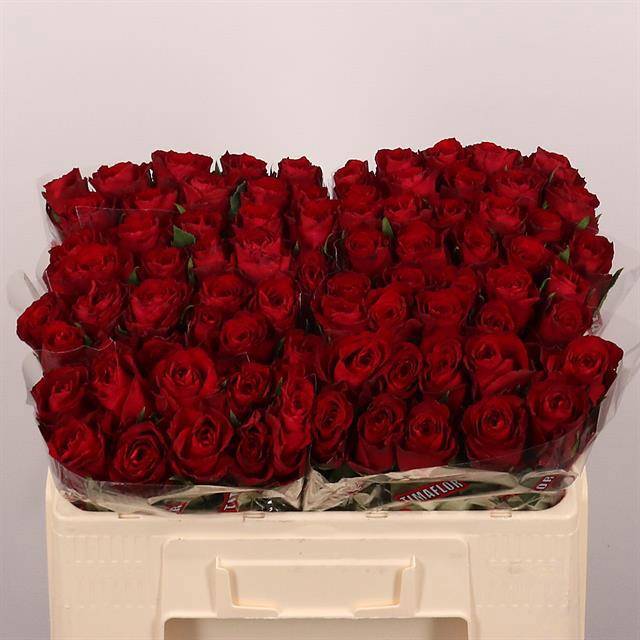 Роза од. Мадам Рэд 50, шт.