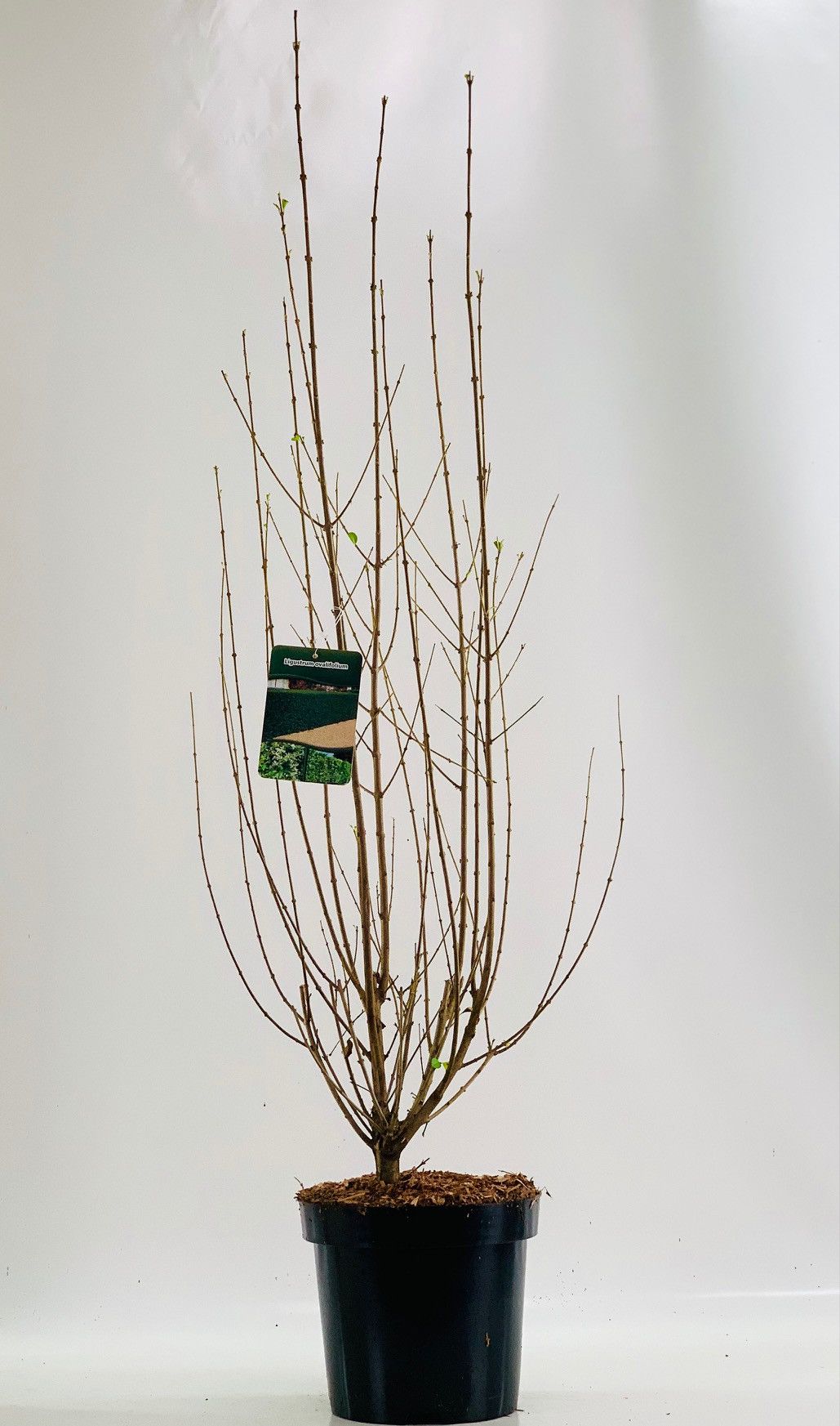 Ligustrum ovalifolium 80-100cm, D 26