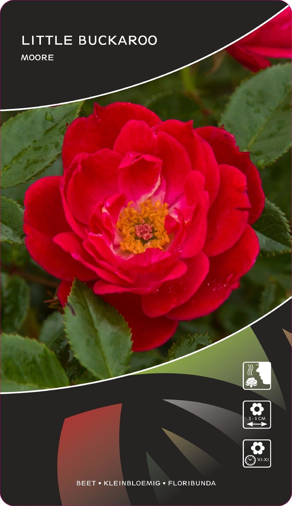 Rosa (F) Little Buckaroo, D 17