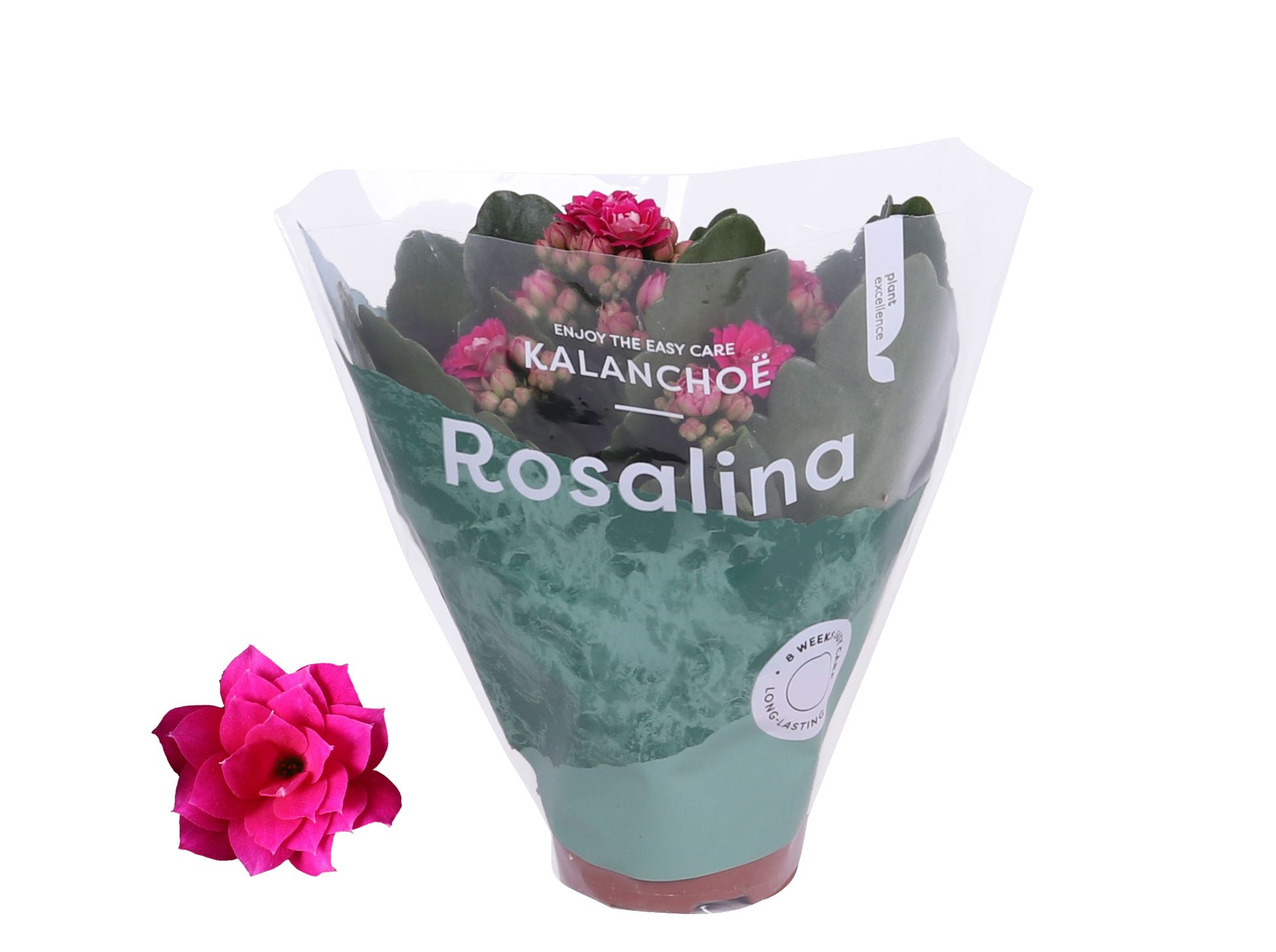 Kalanchoe Rosalina 06cm Don Victorio paars, D 6