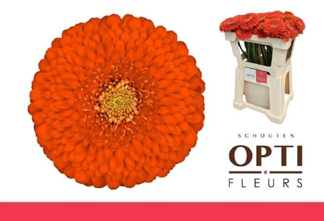 Гермини Помпон Фоззи, шт.